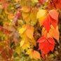 Vine Woodbine Grape Boston Ivy Colorful 100 PCS Seeds