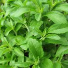 Vanilla Stevia Green Color 100 PCS Seeds Vanilla Stevia Green Color 100 PCS Seeds