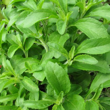 Vanilla Stevia Green Color 100 PCS Seeds