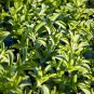 Vanilla Stevia Green Color 100 PCS Seeds