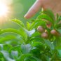 Vanilla Stevia Green Color 100 PCS Seeds