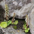 Umbilicus Rupestris Bulb Evergeen Perennial Plant 1 PCS Seeds