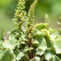 Umbilicus Rupestris Bulb Evergeen Perennial Plant 1 PCS Seeds