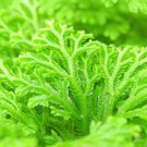 Selaginella Uncinata Bonsai 50 PCS Seeds