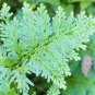 Selaginella Uncinata Bonsai 50 PCS Seeds