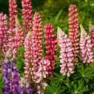 Lupine Bonsai Plants Annual Succulent groundcover Flower 200 PCS Seeds