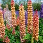 Lupine Bonsai Plants Annual Succulent groundcover Flower 200 PCS Seeds