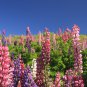 Lupine Bonsai Plants Annual Succulent groundcover Flower 200 PCS Seeds