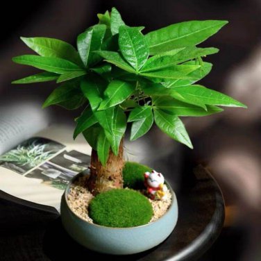 Pachira Macrocarpa Bonsai 5 PCS Seeds