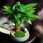 Pachira Macrocarpa Bonsai 5 PCS Seeds