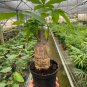 Pachira Macrocarpa Bonsai 5 PCS Seeds