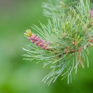 Japanese Five Needle Pine 50 PCS Seeds