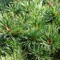 Japanese Five Needle Pine 50 PCS Seeds