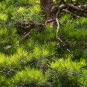 Japanese Five Needle Pine 50 PCS Seeds