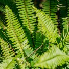 Japanese Creeper Boston Fern 100 PCS Seeds