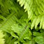 Japanese Creeper Boston Fern 100 PCS Seeds