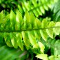 Japanese Creeper Boston Fern 100 PCS Seeds