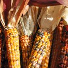 Indian Colorful Corn 20 PCS Seeds Indian Colorful Corn 20 PCS Seeds