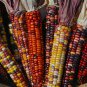 Indian Colorful Corn 20 PCS Seeds