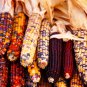 Indian Colorful Corn 20 PCS Seeds