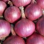 Onion Red Baron Giant Round Vegetable Planting Organic Heirloom 220 PCS Seeds
