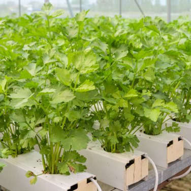 Hybrid Celery Garden Green Chinese Vegetables 10000 PCS Seeds