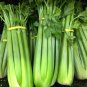 Hybrid Celery Garden Green Chinese Vegetables 10000 PCS Seeds
