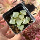 Haworthia bayeri Hybrid Mixed 20 PCS Seeds