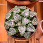 Haworthia bayeri Hybrid Mixed 20 PCS Seeds