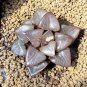 Haworthia bayeri Hybrid Mixed 20 PCS Seeds