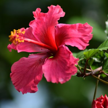 Giant Hibiscus Flower Rose Pink Flowers 100 PCS Seeds