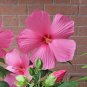 Giant Hibiscus Flower Rose Pink Flowers 100 PCS Seeds
