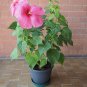 Giant Hibiscus Flower Rose Pink Flowers 100 PCS Seeds