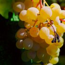 Golden Green Sweet Grape Organic 100 PCS Seeds