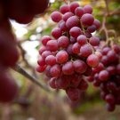 Giant Red Globe Grape Vine Fruit 100 PCS Seeds Giant Red Globe Grape Vine Fruit 100 PCS Seeds
