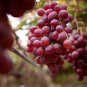 Giant Red Globe Grape Vine Fruit 100 PCS Seeds