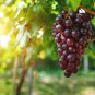 Giant Red Globe Grape Vine Fruit 100 PCS Seeds