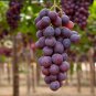 Giant Red Globe Grape Vine Fruit 100 PCS Seeds