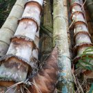 Giant Bamboo Coffee Color 30 PCS Seeds