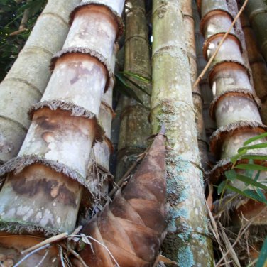 Giant Bamboo Coffee Color 30 PCS Seeds