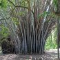 Giant Bamboo Coffee Color 30 PCS Seeds