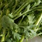 Garland Chrysanthemum 2000 PCS Seeds
