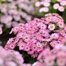 Florists Cineraria Bonsai 100 PCS Seeds Florists Cineraria Bonsai 100 PCS Seeds