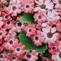 Florists Cineraria Bonsai 100 PCS Seeds
