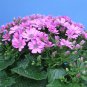 Florists Cineraria Bonsai 100 PCS Seeds