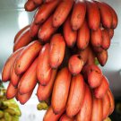 Dwarf Banana Tree Red Skin 100 PCS Seeds Dwarf Banana Tree Red Skin 100 PCS Seeds