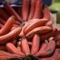 Dwarf Banana Tree Red Skin 100 PCS Seeds