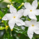 Climbing Jasmine Flower Purple White Flowers 20 PCS Seeds Climbing Jasmine Flower Purple White Flowers 20 PCS Seeds