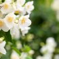 Climbing Jasmine Flower Purple White Flowers 20 PCS Seeds