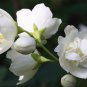 Climbing Jasmine Flower Purple White Flowers 20 PCS Seeds